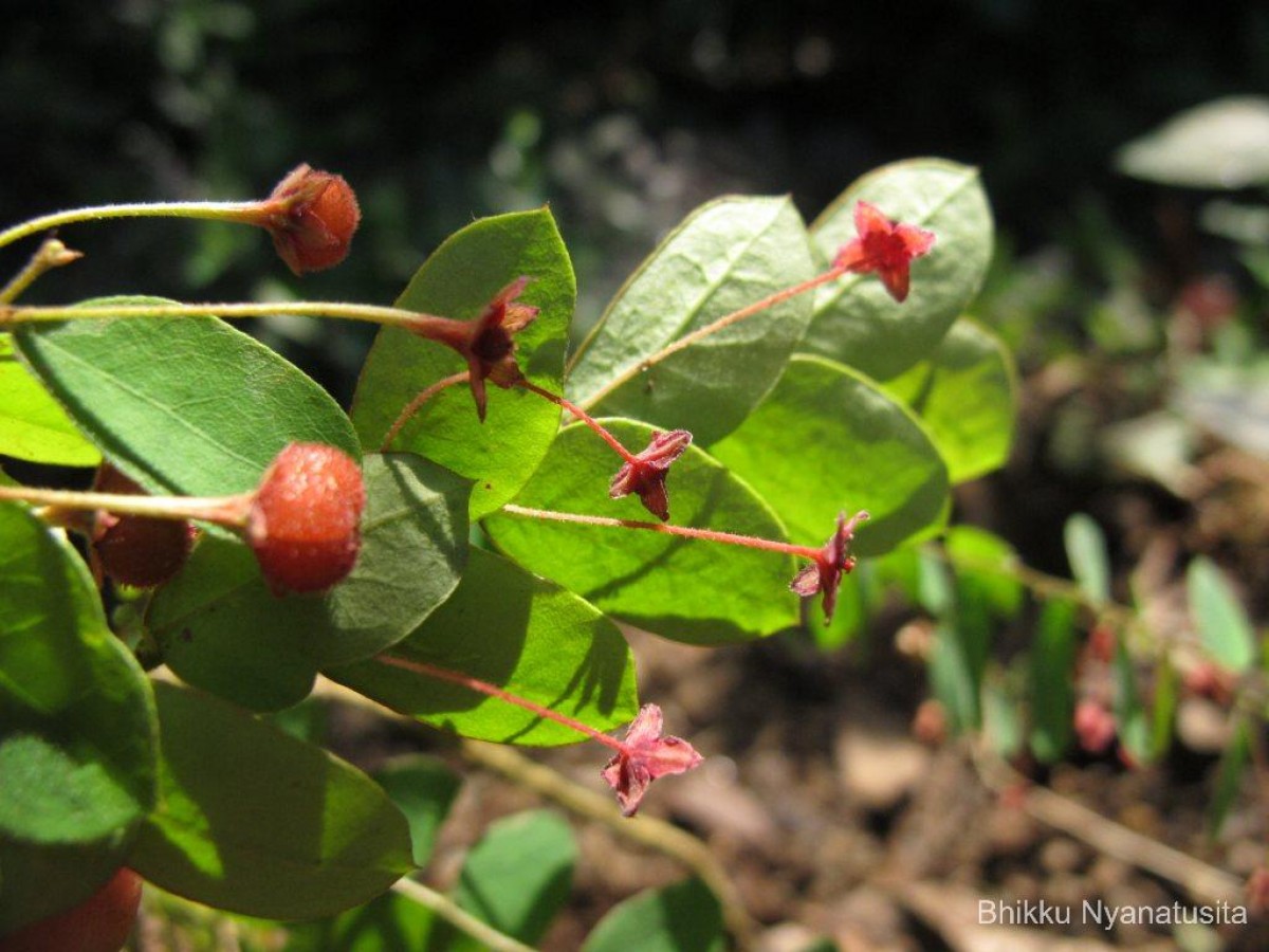 Phyllanthus cinereus Müll.Arg.